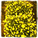 Chrysanthemen