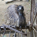Emu