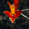 Alstroemeria ligtu