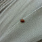 Two Spotted Ladybug