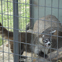 Coatimundi