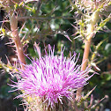 Hollow-Joe-Pye-Weed