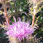 Hollow-Joe-Pye-Weed
