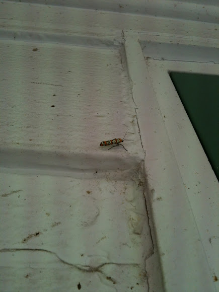 Spotting Image 1