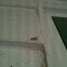 Ailanthus Webworm Moth