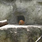 Golden lion tamarin
