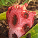 Stinkhorn
