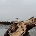 Yellow-rumped Warbler