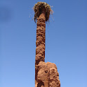 Stork nest