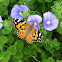 Painted Lady Butterfly