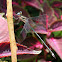 Great Spreadwing