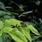 Blinde bij (Eristalis tenax)