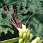 Desert Bird of Paradise