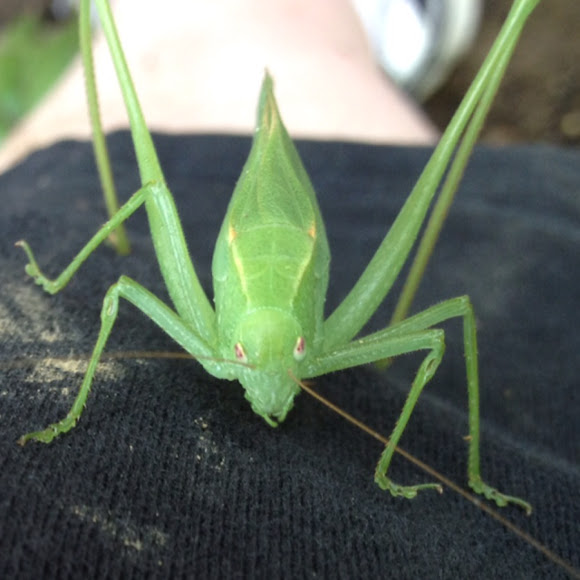 Spotting Image 1