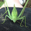 Giant Katydid