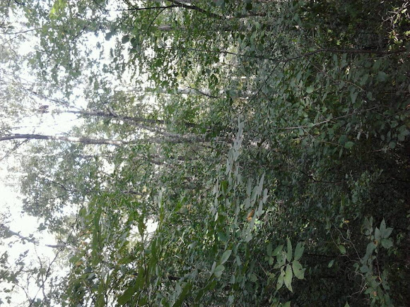 Spotting Image 1