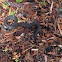 Northern Water Snake