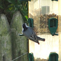White breasted Nuthatch