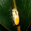 Pale Green Awlet Cocoon