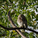 Pearl-spotted Owlet