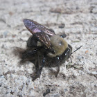 Eastern Carpenter Bee