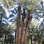 Palmera imperial