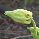 Columbine bud