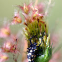 Ladybird larvae