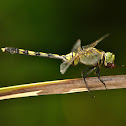 Slender Skimmer