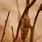 Bagworm Moth Case