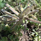 Bluebonnet pods