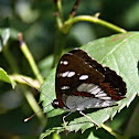 Southern White Admiral