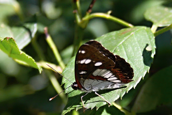 Spotting Image 1