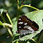 Southern White Admiral