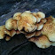 Pholiota aurivella