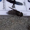 fly