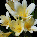 Yellow Clivia