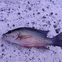 Mangrove Snapper