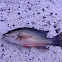 Mangrove Snapper