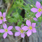 Meadow Pink         Rose-gentian
