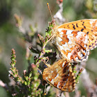 Cranberry Fritillary