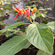 Chichipince (Firebush)