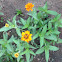 Hybrid Zinnia