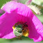 Sweat bee (2)