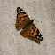 Painted Lady