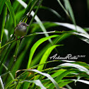 Bar-winged Prinia