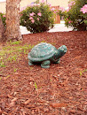 OCR's Green Turtle Guardian