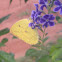 Lemon Emigrant