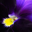 Pansy