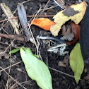 Dead bird